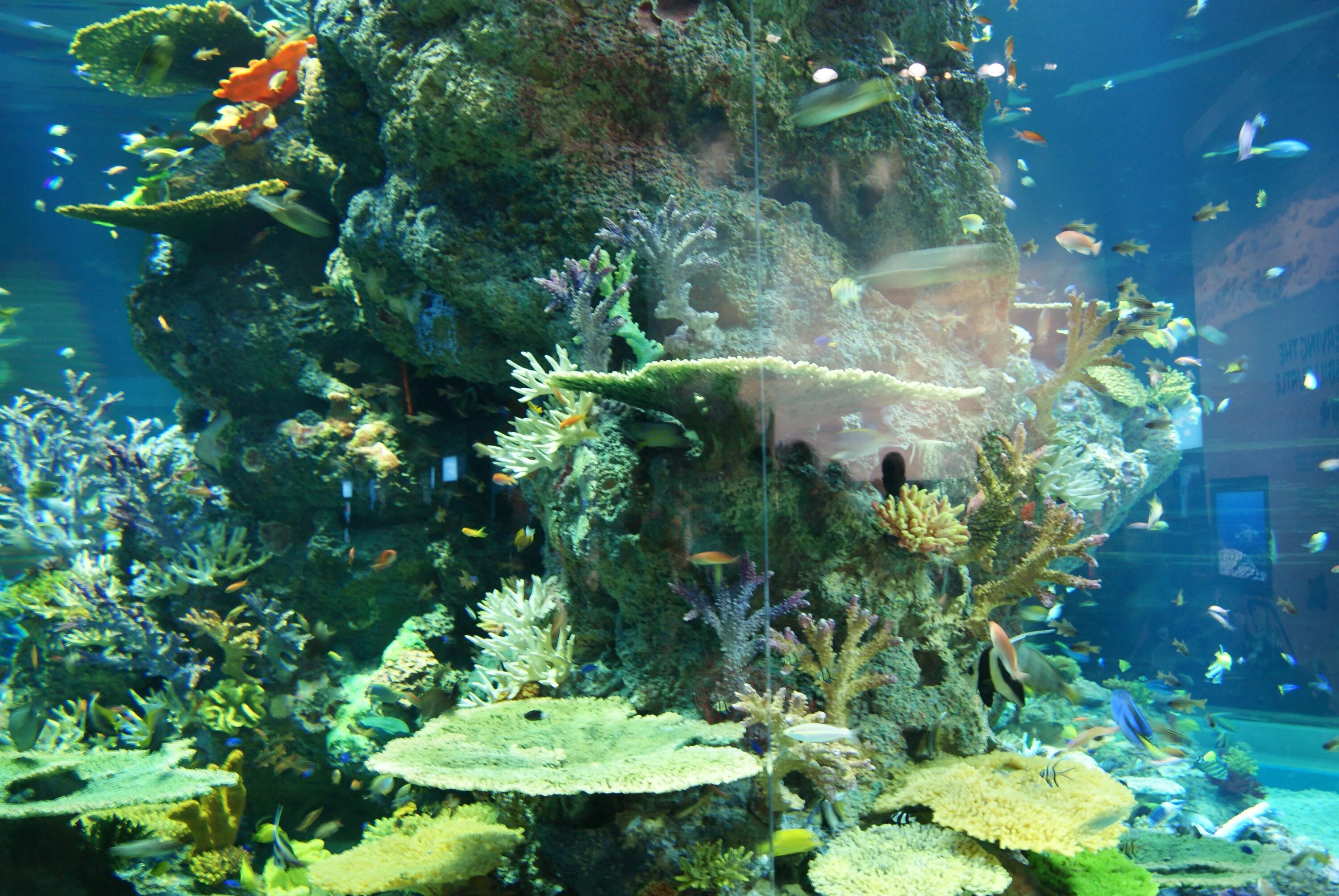 Marine aquarium. Marine Life Park, Сингапур. Сентоза океанариум. Сингапур Сентоза океанариум. Самый большой океанариум в Сингапуре.