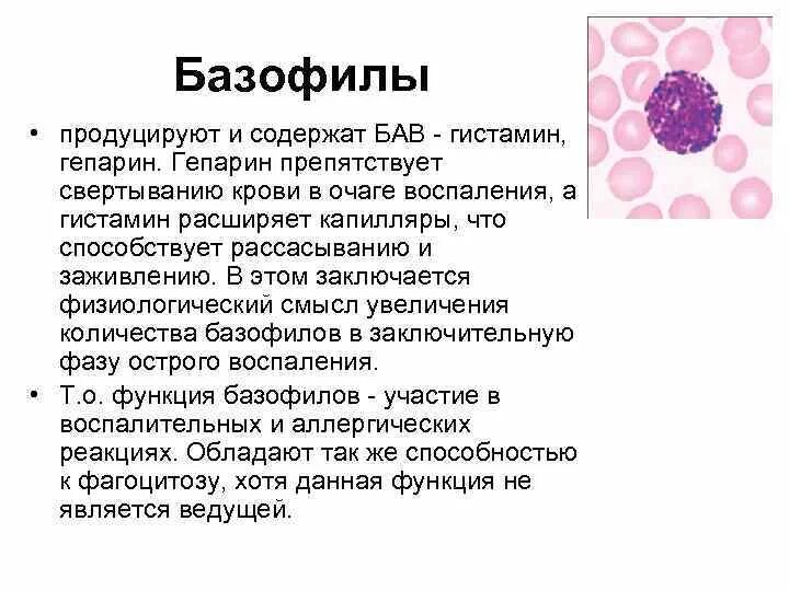 Показатель базофилы в крови нормы. Лейкоцитарная формула базофилы. Базофилы 4%. Число клеток в 1 мм3 крови базофилы. Эозинофилы 4 1