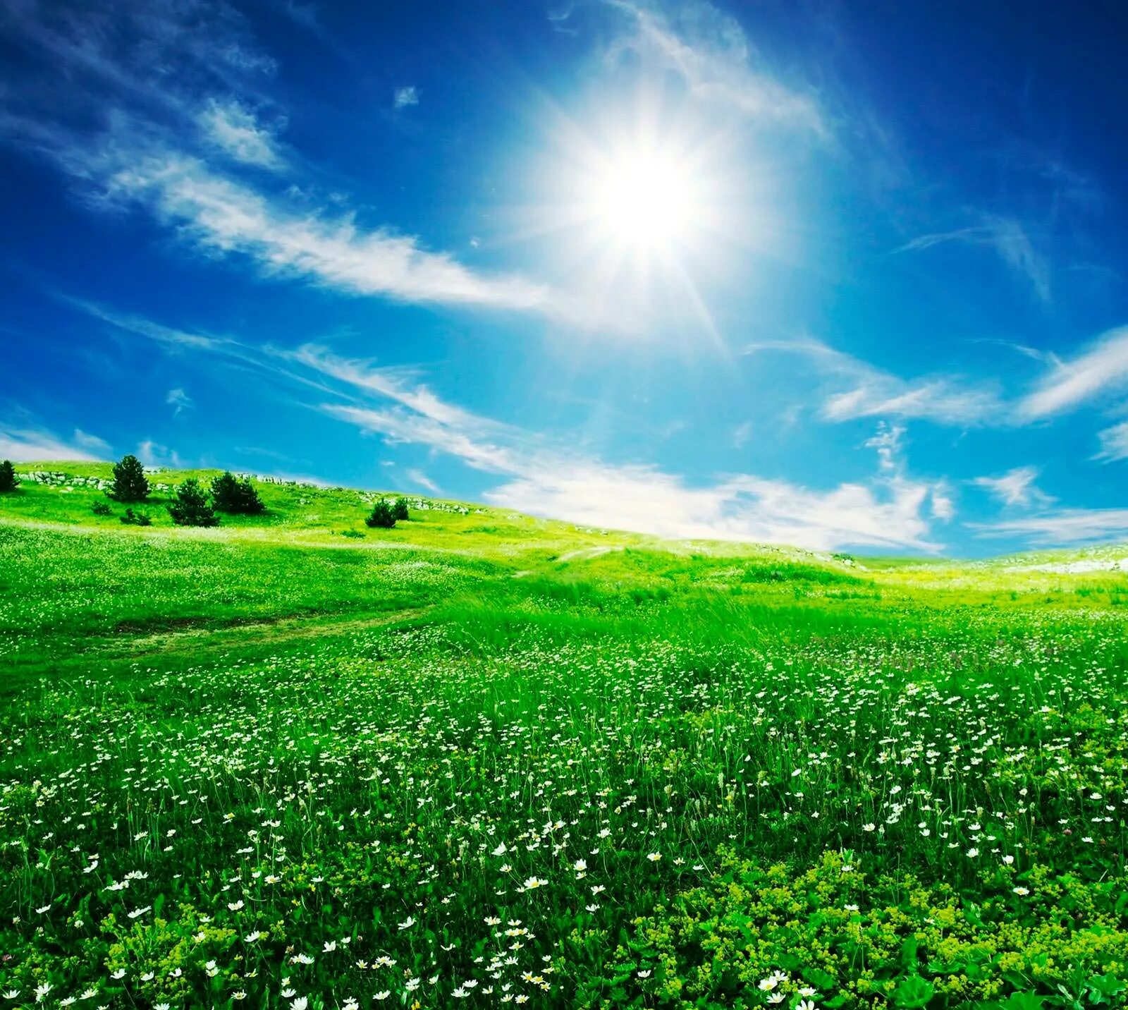 Зеленый луг купить. Природа солнце. Солнечное небо. Летний пейзаж. Трава и небо.