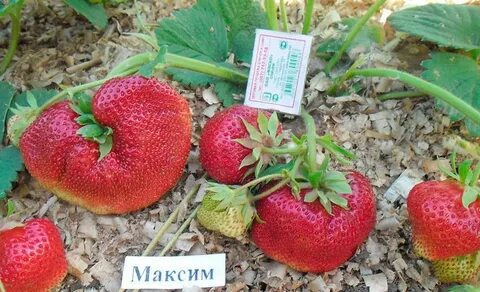 Клубника гигантелла описание фото отзывы