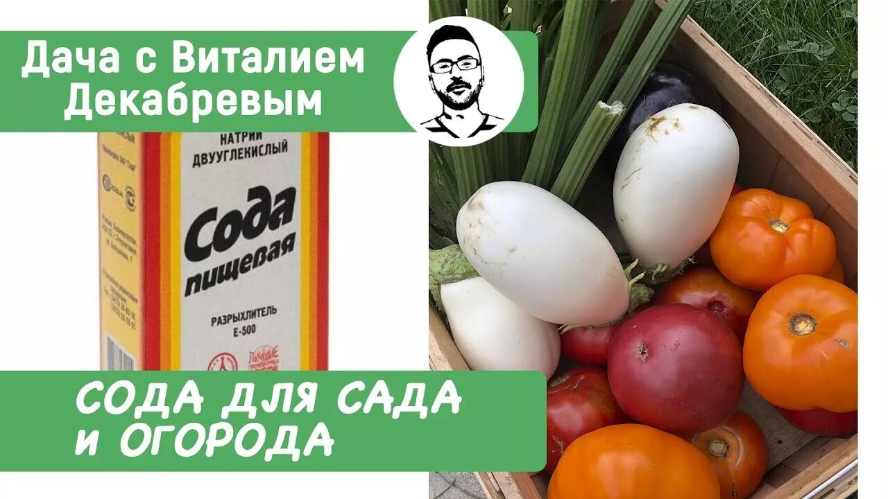 Сода в саду и огороде. Пищевая сода для сада и огорода. сода для растений. дача с виталием декабревым.
