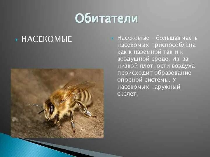Какая среда обитания у насекомых. Наземно воздушные насекомые. наземно-воздушная среда обитания насекомые. адаптация насекомых. адаптация насекомых к сезонным изменениям.
