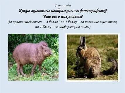 Какое животное является крупнейшим