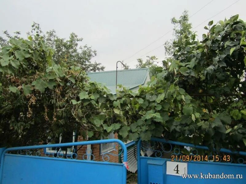 старокорсунская краснодарский край. магазины пчеловодства в станице выселки краснодарского края. загс выселки краснодарский. краснодарский край,станица выселки,ул. п выселки краснодарского края.