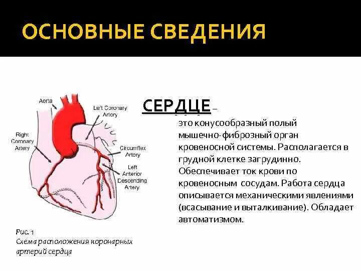 Сердце является полым мышечным органом разделенным на. Важная информация сердечко. сердца по фиброзно мышечный орган. сердце это большой фиброзно-мышечный орган. звуки сердца информация.
