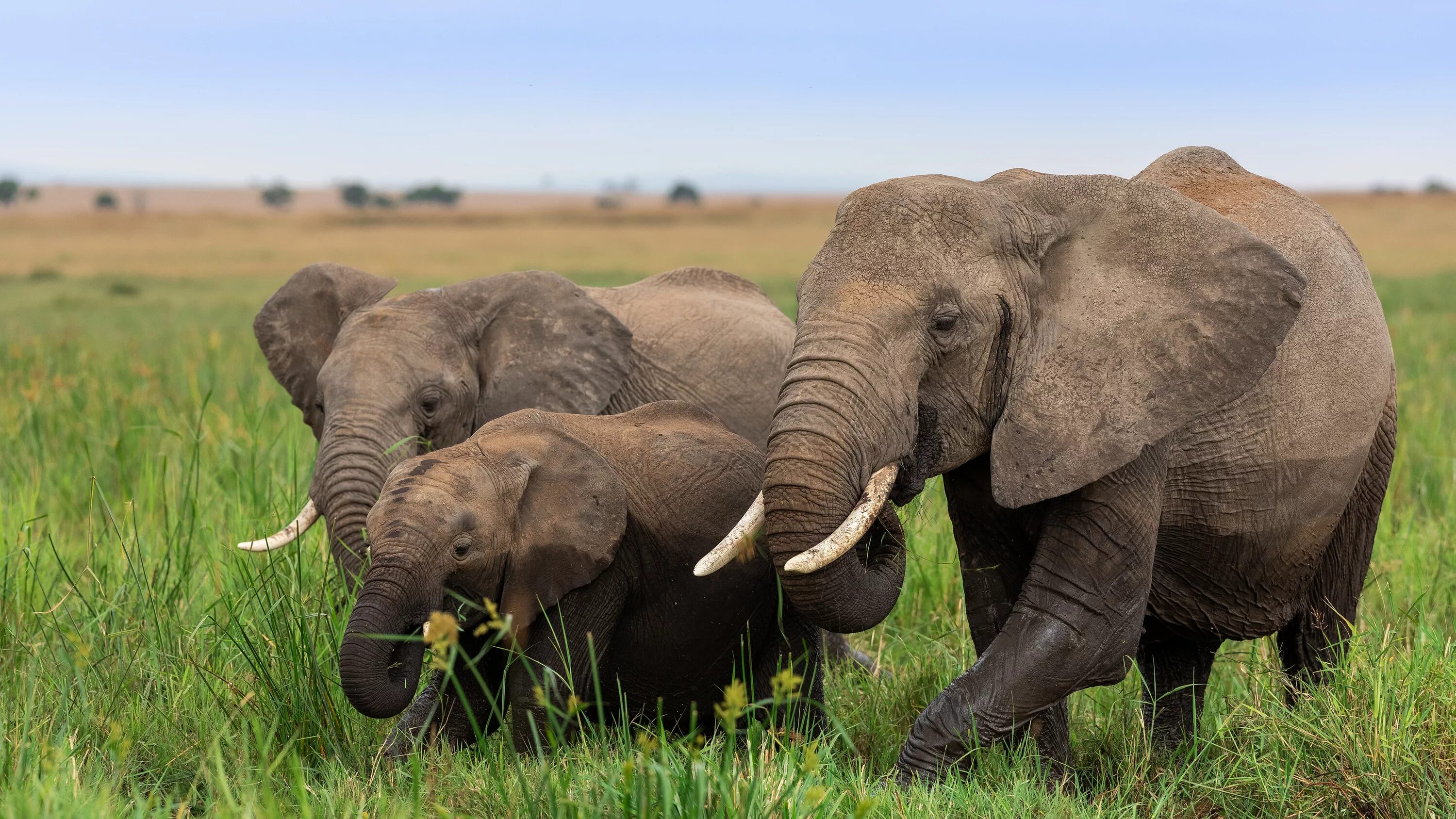 4 слоника. Слоны. Слоненок. Слон фото. Африканские слоны.