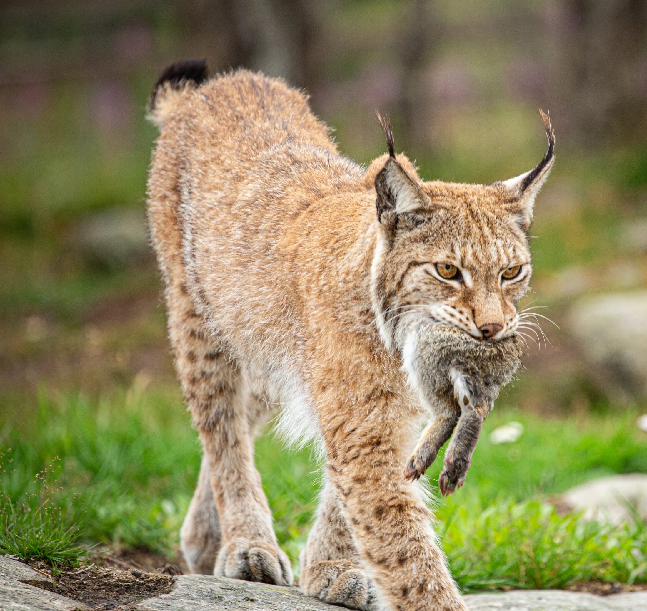 Рысь - Lynx Lynx (Linnaeus, 1758). Среднеазиатская Рысь. Сибирская Рысь. Гималайская Рысь. Пища рыси