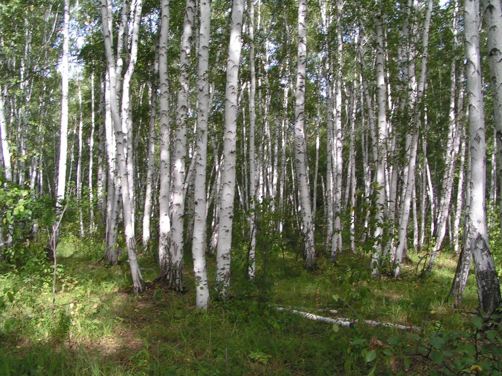 Лес где растет береза