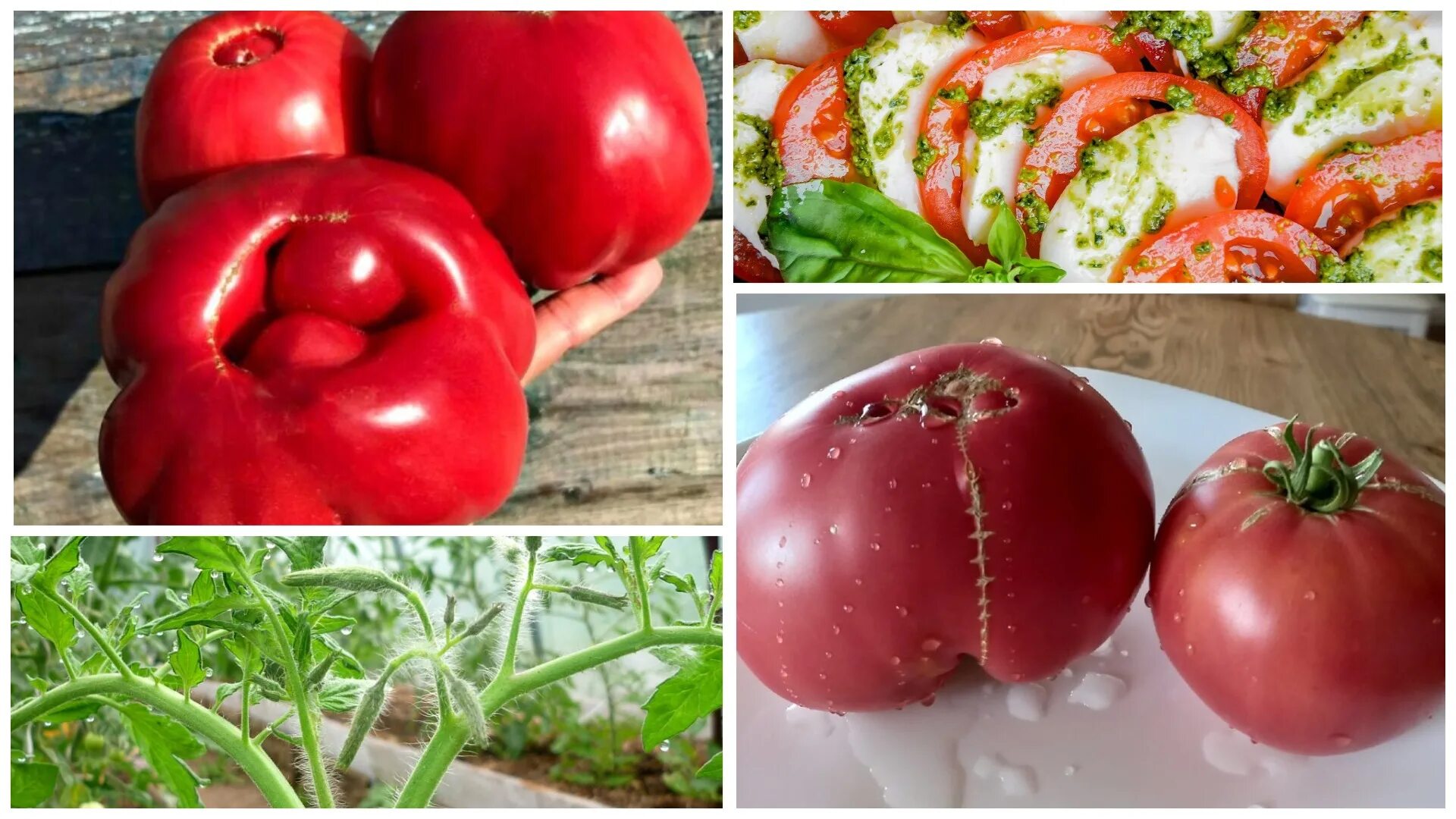 томат самара f1 12 шт. томат самара. гавриш томат самара f1. томат самара f1. томат русский вихрь.