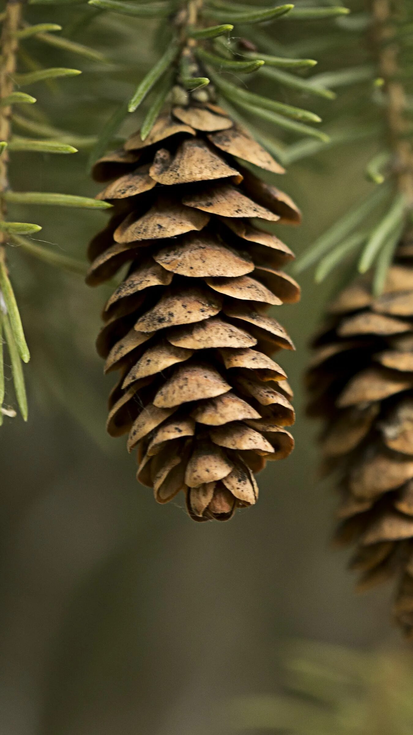 Ель европейская (ель обыкновенная) шишки, хвоя. Шишка ели. Шишки кедр пихта ель. Шишки кедра, сосны, елки. Ель аянская шишки.