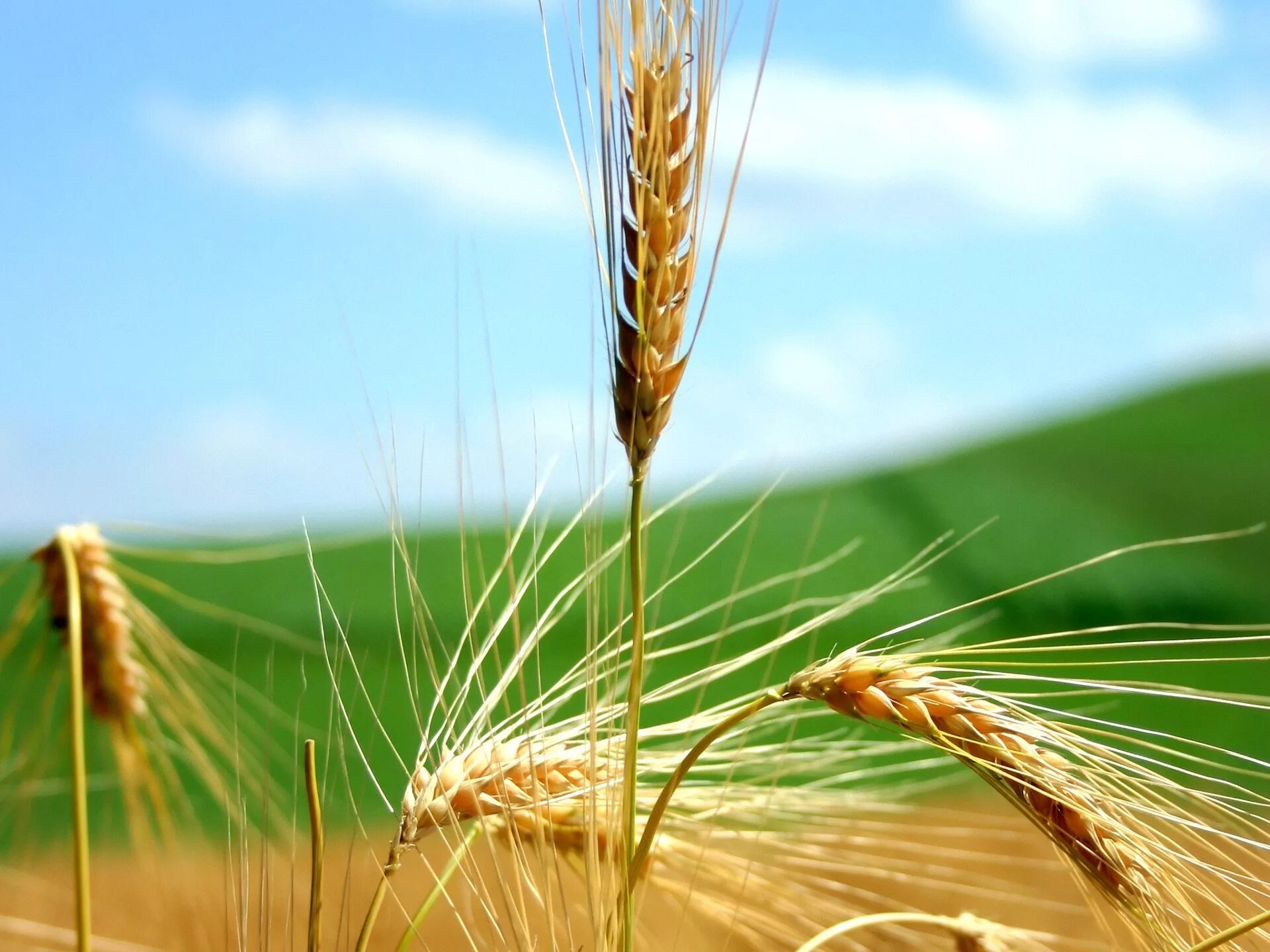 Рожь поле колосья. Колосья пшеницы. Поле с колосками. Колосок ржи в поле. Про жито