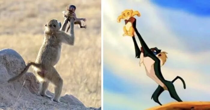 Король лев обезьяна фото I Ranked All 194 Disney Songs And "Let It Go" Isn't Even In The Top 20