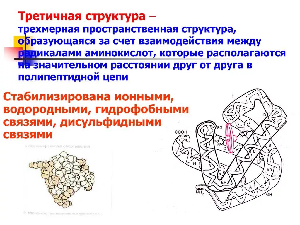 Как образуется структура. Третичная структура белка связи между радикалами. третичная структура белка взаимодействия. третичная пространственная структура белка. третичная структура белка образуется за счет.