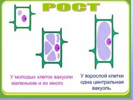 Чем отличается старая клетка от молодой