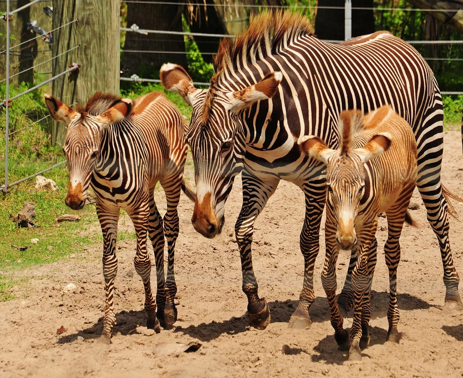 Zoo animals videos. Зоопарк Пхукет. SKZOO животные. Пхукет зоопарк фото. Зоопарк Пхукета 2023.