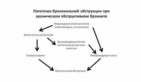Патогенез бронхита