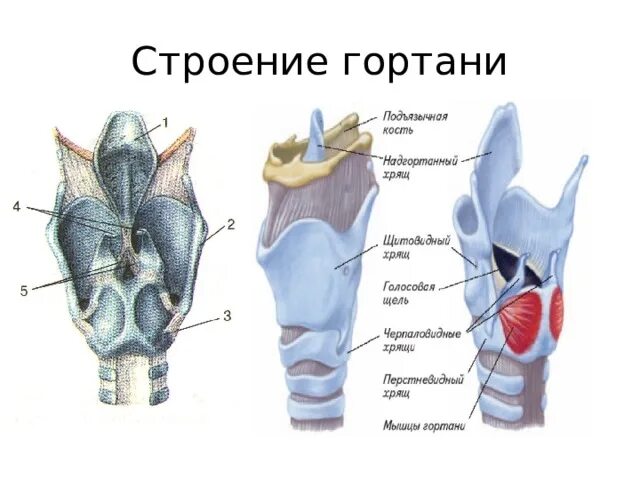 Гортань кошки. Строение гортани человека анатомия. Парные хрящи гортани анатомия. Щитовидный хрящ гортани анатомия.