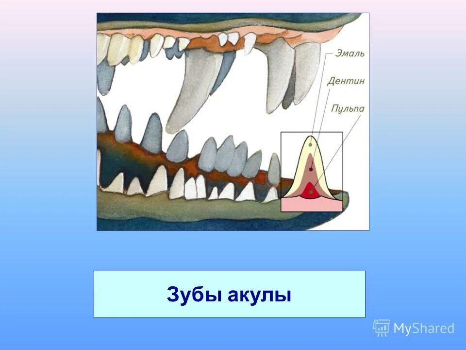 дентин у рыб. филогенез зубов позвоночных. строение плакоидной чешуи акулы. строение чешуи костных рыб. строение плакоидной чешуи акулы.