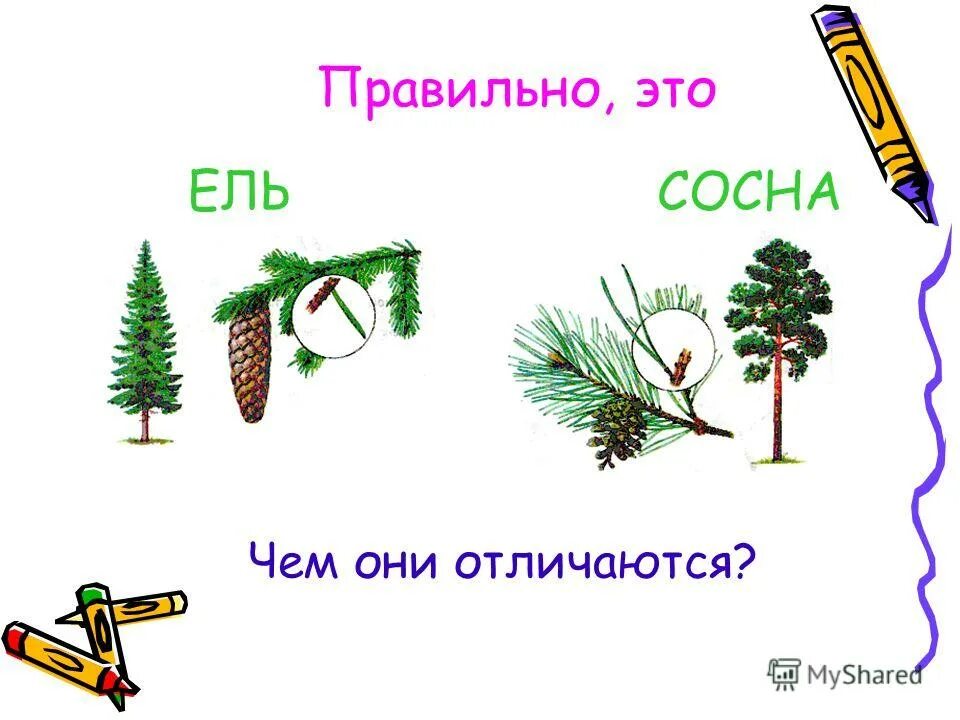 буква е после согласных. какие шишки у ели и сосны. звук ё для дошкольников. ель звуковая схема 1. буква е характеристика звука 1 класс.
