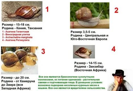 Какой тип развития характерен для улитки