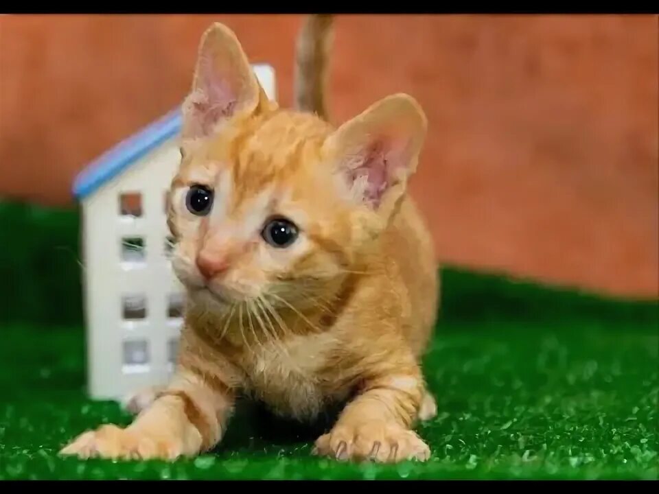 Grateful cat