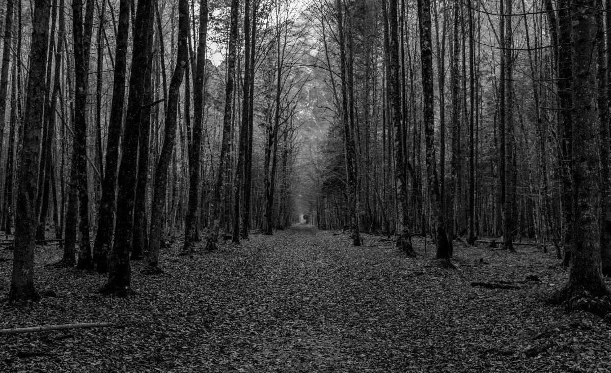 Самый черный лес. Шварцвальд темный лес. Грустный лес. Мрачный лес. Лес чб.