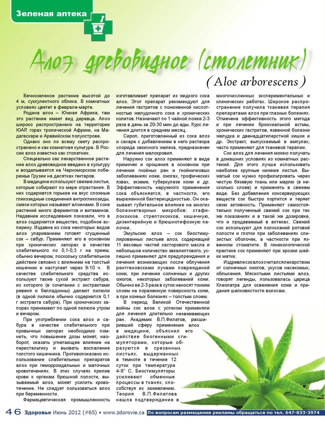 Столетник куприн проблема. Журнал столетник. столетник куприн. цветущий столетник в рассказе куприна.