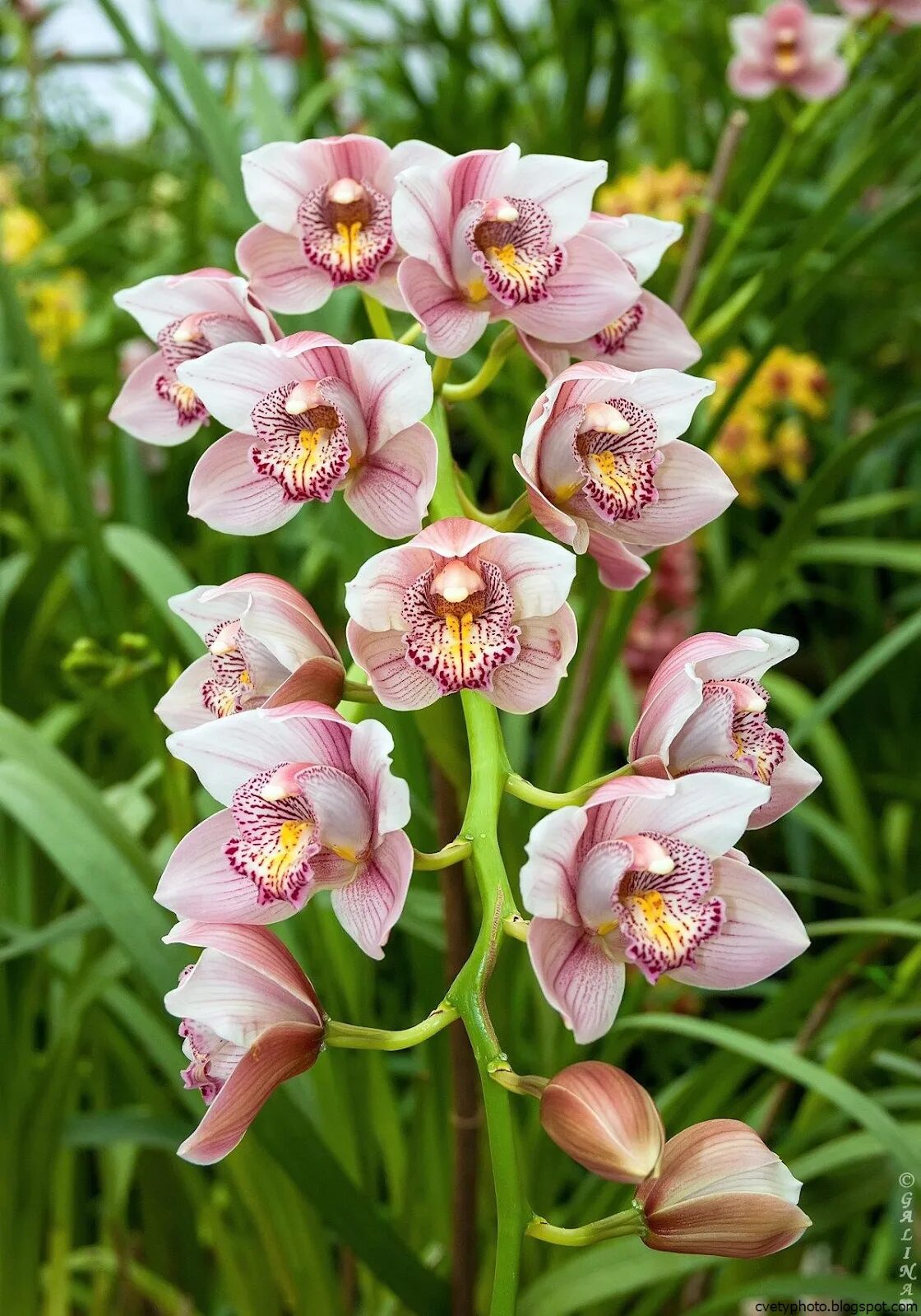 Орхидея Cymbidium. Цветок Цимбидиум. Фаленопсис Цимбидиум. Цимбидиум тигровая Орхидея.