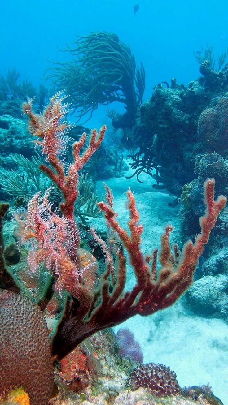 Подводный мир карибов. Морское дно. Морские черепахи в карибском море. Мир карибского моря. Атлантический океан карибы.