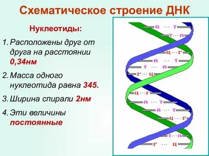 Длина участка молекулы днк составляет 544 нм