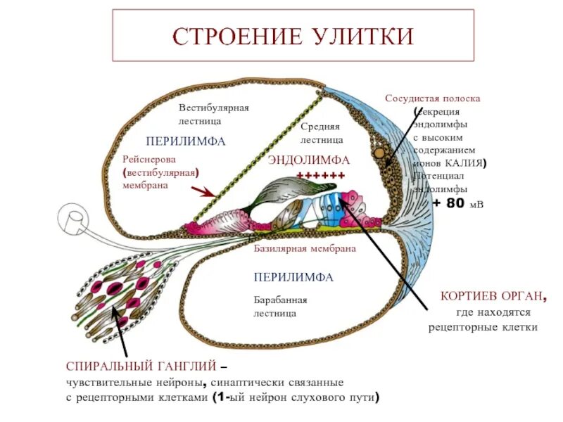 Кортиев орган базилярная мембрана. Кортиев орган внутреннего уха функции. Рейснерова мембрана эндолимфа. Рейснерова мембрана Кортиева органа. Мембраны внутреннего уха