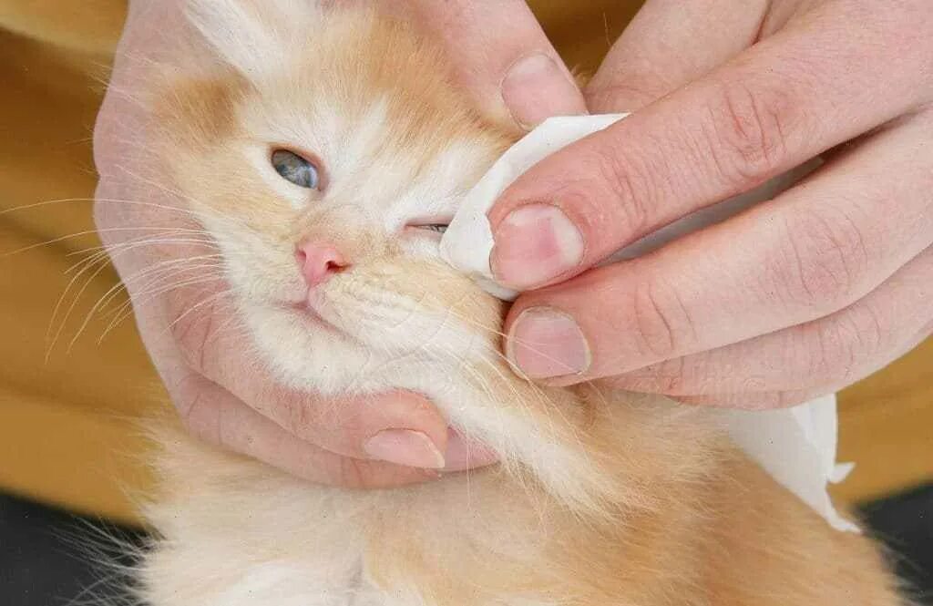 Вылечить глаза котенку