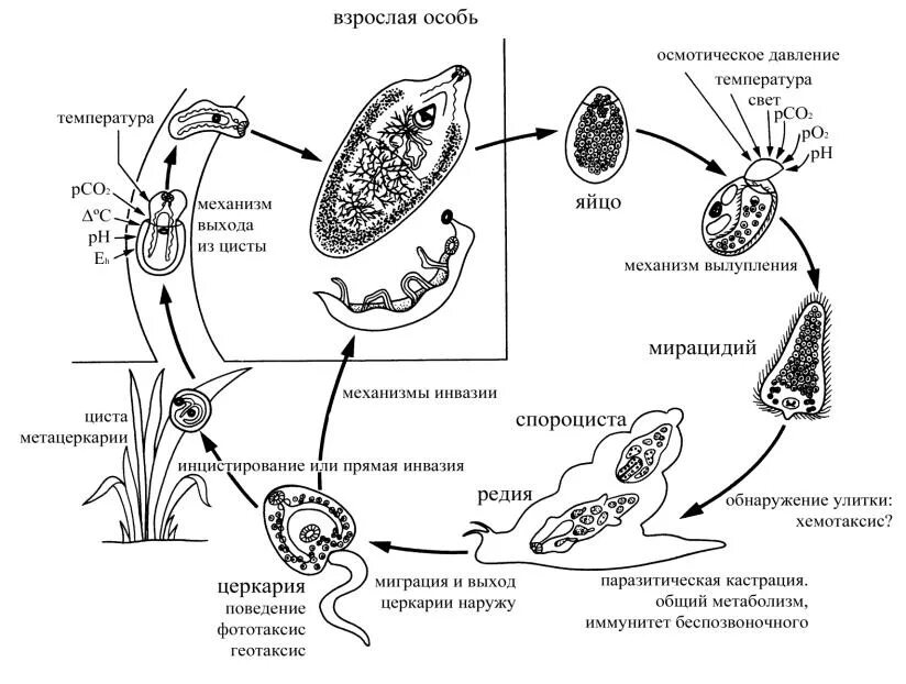 Схема жизненного цикла печеночного сосальщика. Цикл развития печеночного сосальщика схема. Этапы жизненного цикла печеночного сосальщика. Цикл развития печеночного сосальщика ЕГЭ биология. Спороцисты редии