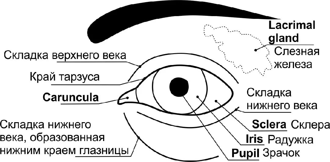 Наружный край глаза. Внутренний край глаза.