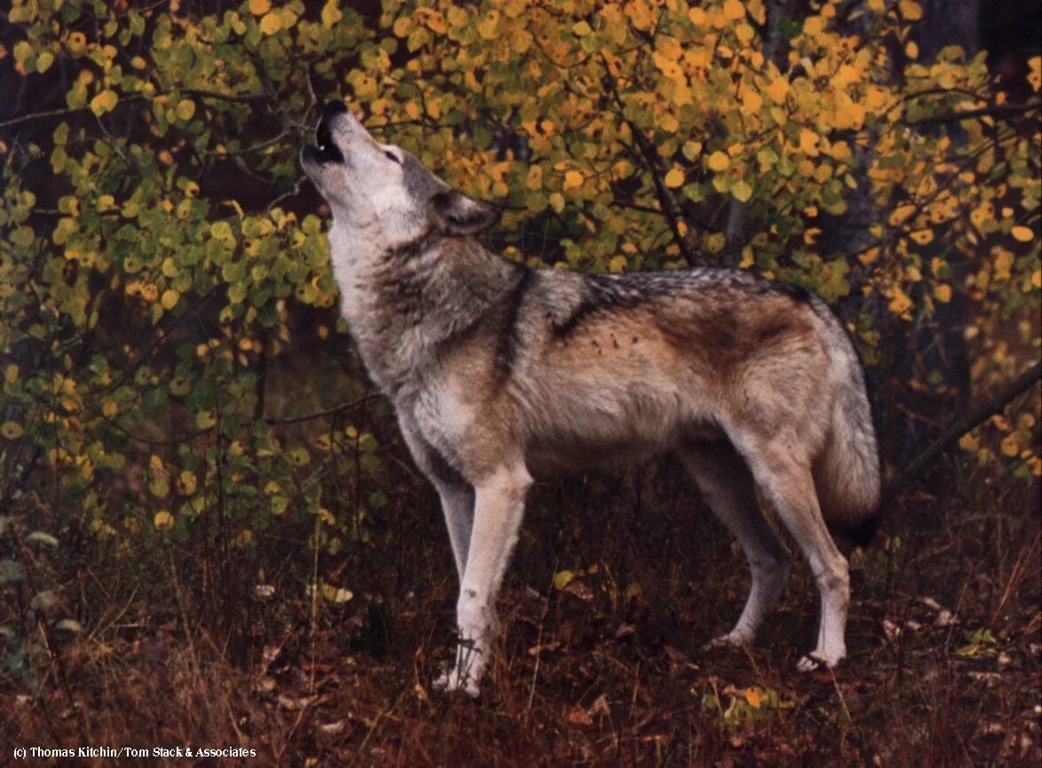 Тайцы волк. Волк средней полосы. Зрелый волк. Волк в полный рост. Армения волк.