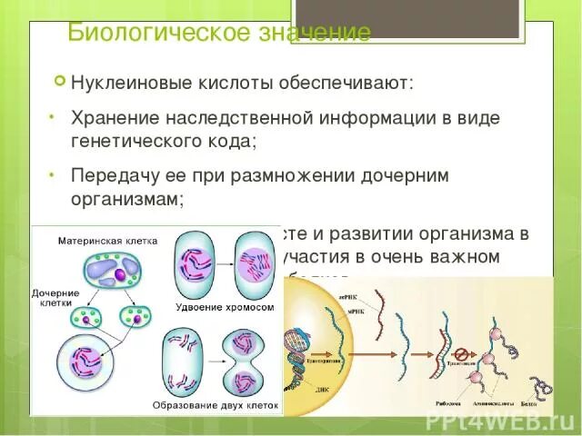 Обеспечивает хранение наследственной информации. Хранение и передачу наследственной информации обеспечивают. биологическое значение нуклеиновых кислот. хранение наследственной информации в клетке. хранение наследственной информации нуклеиновые кислоты.