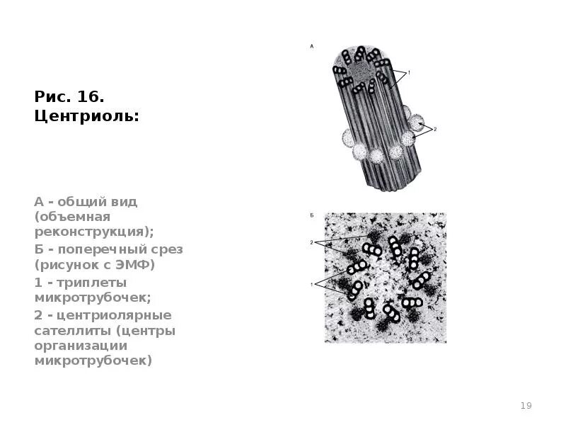 Клетка клеточный центр рисунок. Клеточный центр микротрубочки. Строение центриоли на срезе. Строение центриолей под электронным микроскопом. Центриоли строение рисунок.