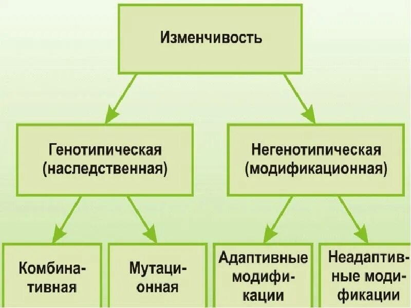 Генотипическая изменчивость. Генотипическая изменчивость примеры. Особенности генотипической изменчивости. Характеристика генотипической изменчивости. Случайная изменчивость виды