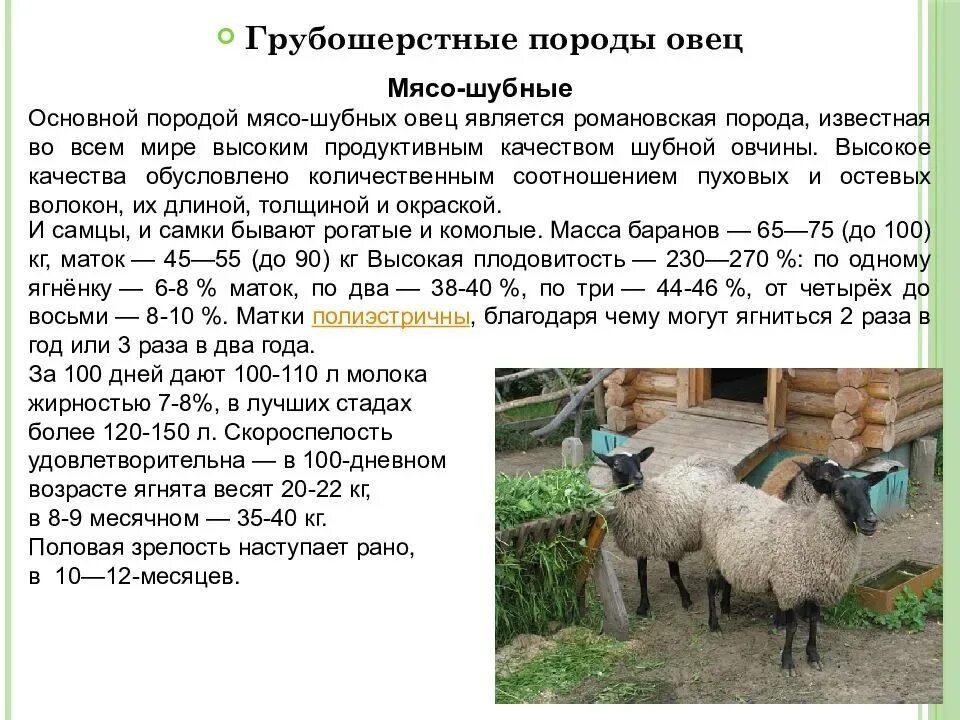 Романовская порода породы овец. Грубошерстные породы овец Романовская. Овцы Эдильбаевской породы характеристика. Вес барана Романовской породы в 1 год. Сколько вес барана