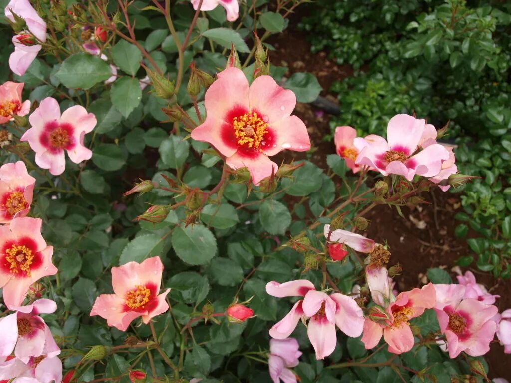 Онли фо ю. Гибриды гультемии персидской розы. Онли фо ю. Онли фо ю. Онли фо ю.