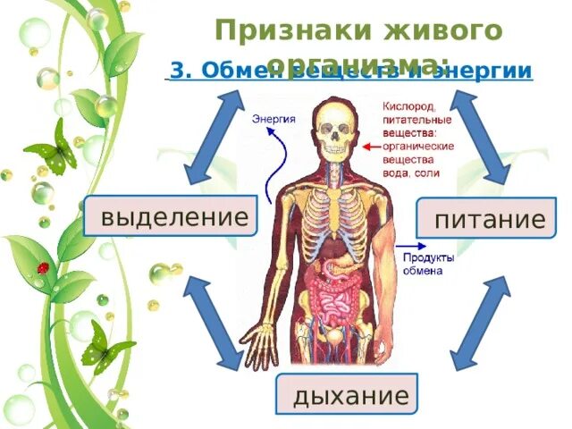 Организм жив. Питание и дыхание организмов. обмен веществ питание дыхание выделение. признаки живого обмен веществ и энергии. признаки обмена веществ у живых организмов.