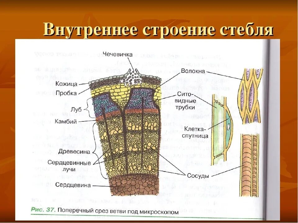 Внутреннее строение стебля(побег). Рис 62 внутреннее строение стебля. Схема внутреннего строения стебля биология. Внутреннее строение стебля биология.