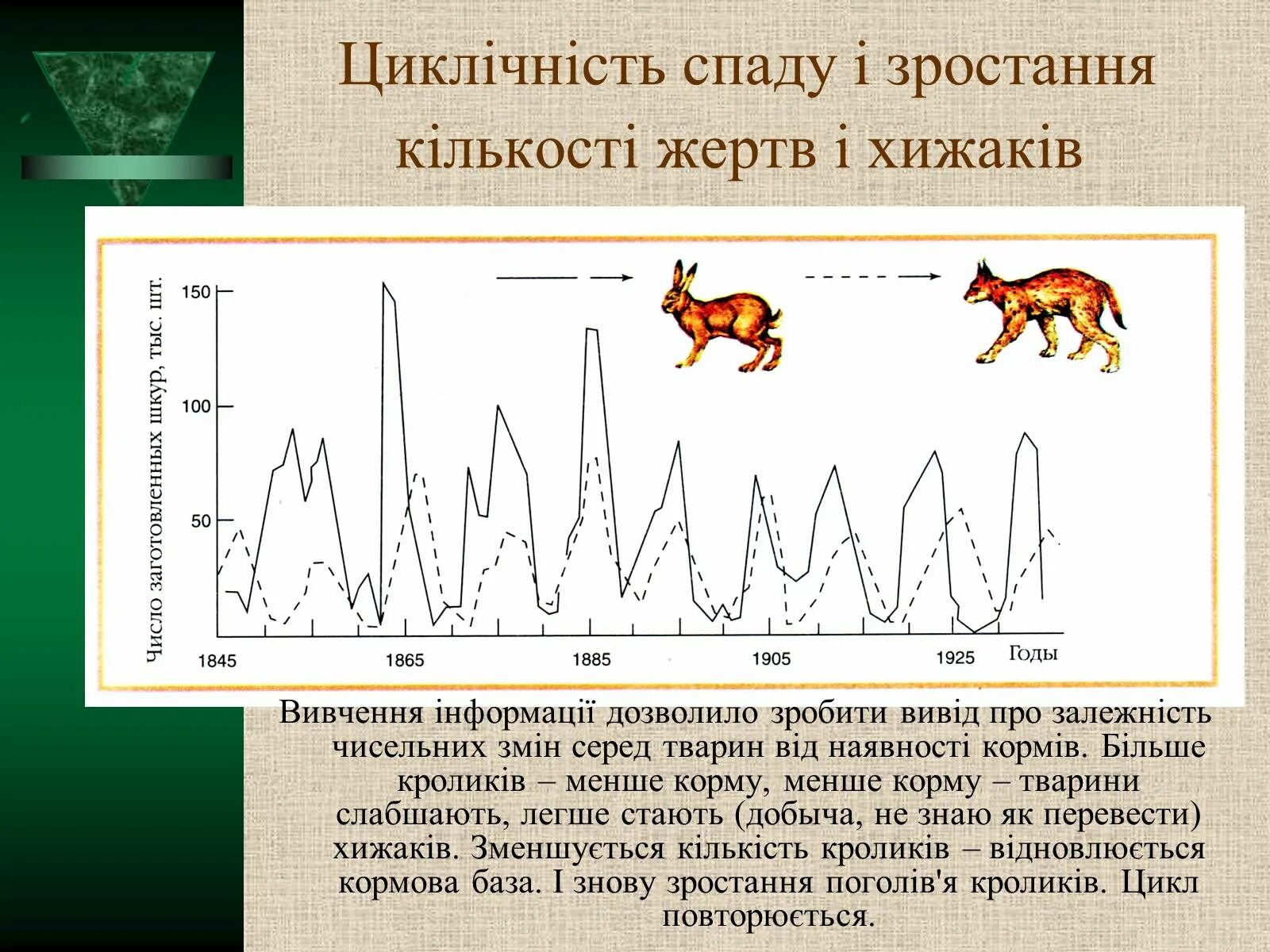 На графиках продемонстрированы изменения численности жертвы зайцев. Циклические изменения численности хищников и жертв. График изменения численности хищника и жертвы. Цикличность. Животные зависимые от цикличность.