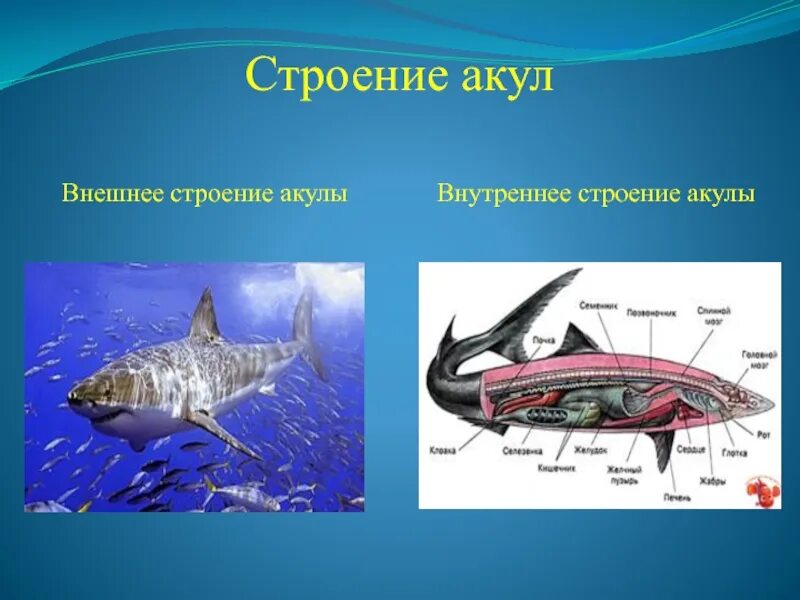 Строение акулы. Внешнее и внутреннее строение акулы. Внутренне строение акулы.