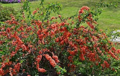 Айва декоративная кустарник описание