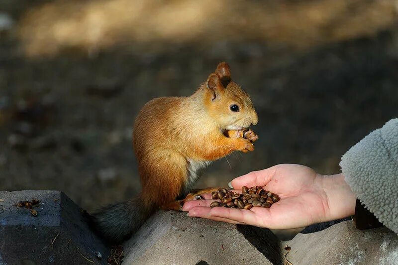 А это белка цапнула. Белка укус. Белки кусаются. Сон укусила белка. Сон укусила белка.