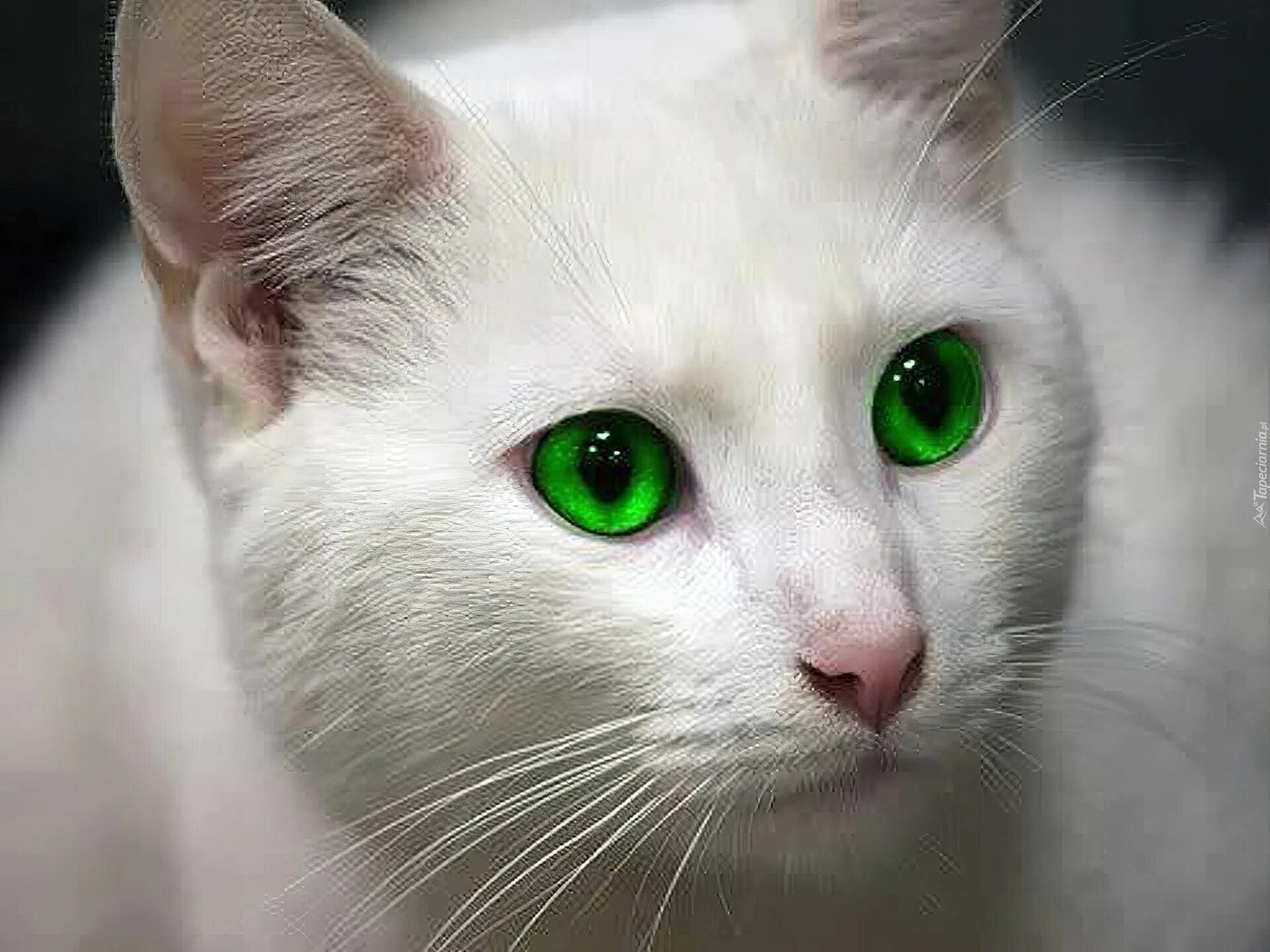 Белые кошечки картинки. Турецкая ангора разноглазая. Кот с зелеными глазами. Белая кошка с зелеными глазами. Белый кот с зелеными глазами.
