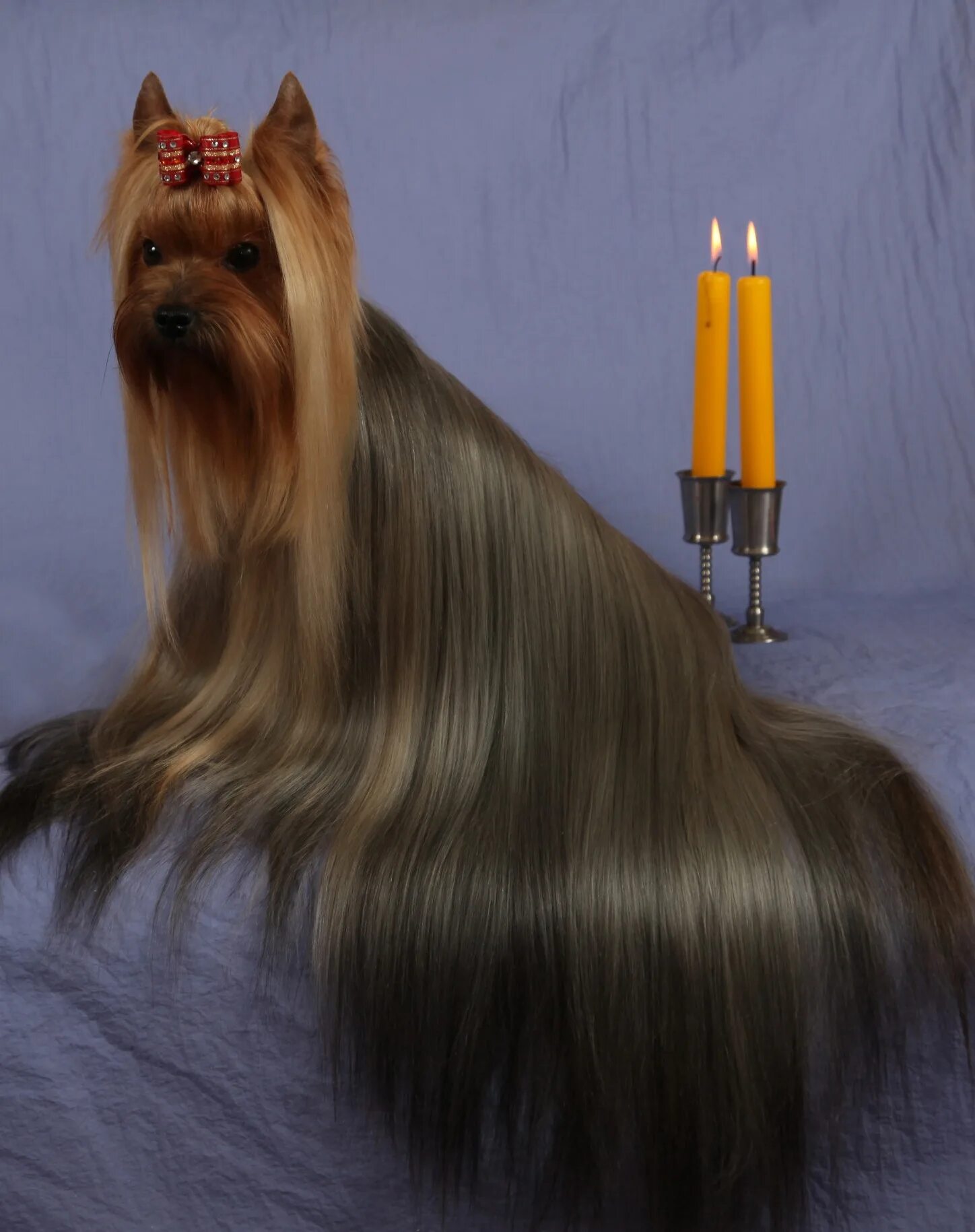 Йоркширский терьер длинношерстный. Королевский йоркширский терьер. Йоркширский терьер длинношерстный. Йоркширский терьер выставочный. Йоркширская шерсть.