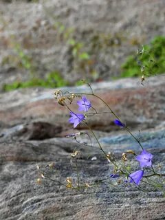 Violet s wildlife diary