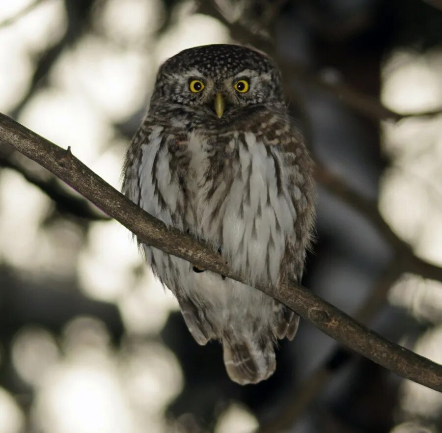 Воробьиные сычи воробьиные сычи. Филин самка. Где найти сыча. Мохноногий сыч в дупле. Мохноногий сыч на охоте.